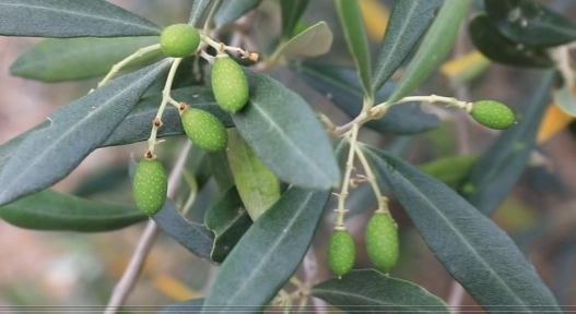 云南油橄榄栽培管理技术-良种资源