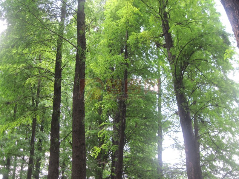 翠柏繁殖栽培与天然林保育技术