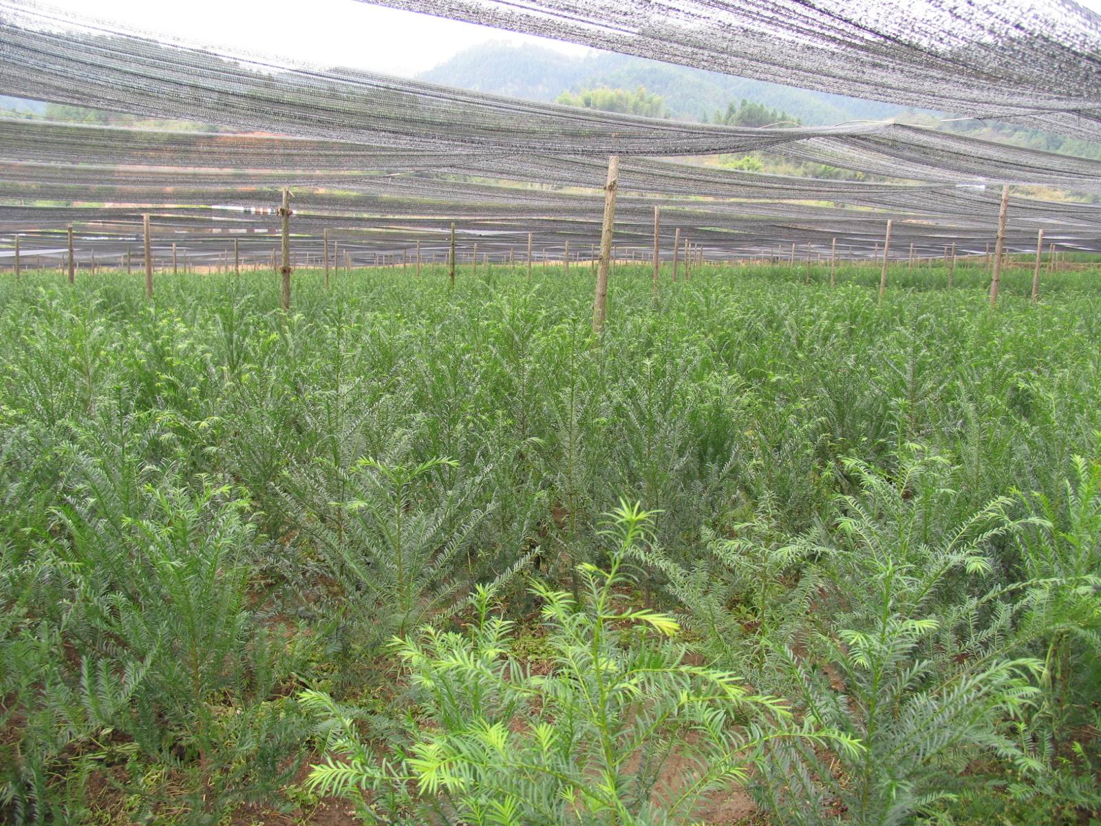 冷凉地区云南红豆杉人工幼林速生丰产栽培技术