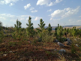 滇东南石漠化地区植被恢复中乡土树种应用技术