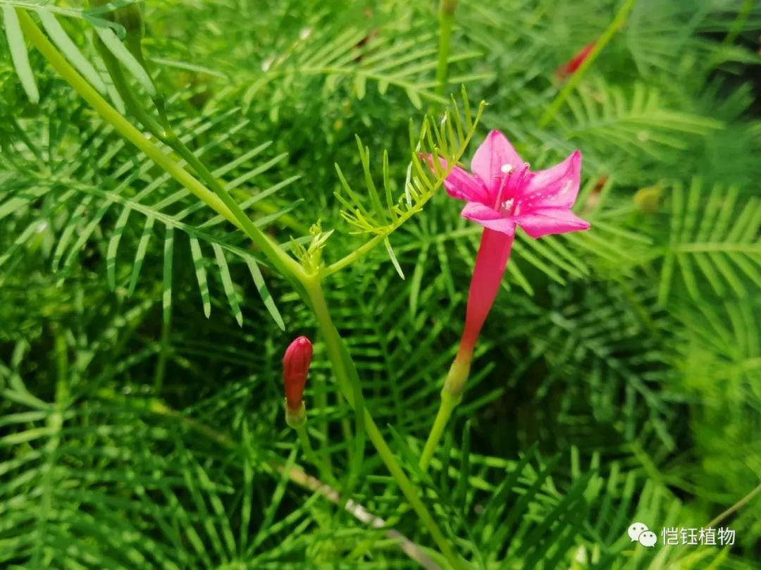 茑萝松[ipomoea quamoclit ],旋花科,茑萝属一年生柔弱缠绕草本.