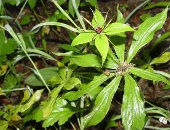 滇重楼种子种苗规范化生产技术